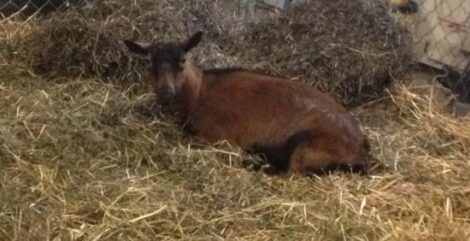 Reflections from Our First Goat Kidding Season, Part 2 Image